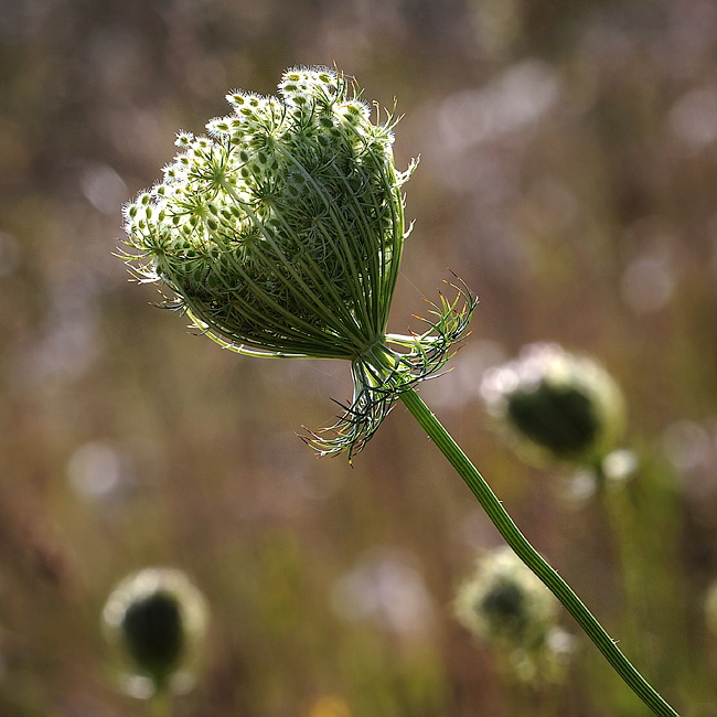 Pflanze Pfalz 09 D32_9188 Kopie.jpg   26.04.jpg